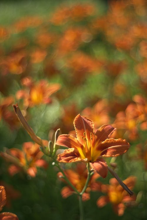 Gratis stockfoto met bloemen, botanisch, detailopname