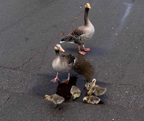 Gratis stockfoto met asfalt, dierenfotografie, gansjes