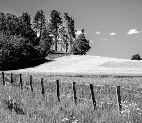 Gratuit Imagine de stoc gratuită din alb-negru, arbori, câmp Fotografie de stoc