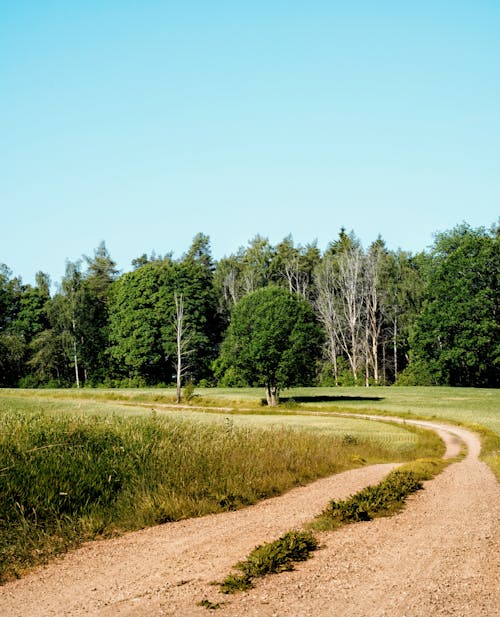 View of a Road, Field and Forest in the Countryside 