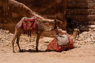 Camels with colorful saddles resting in the desert landscape of Wadi Musa, Jordan.