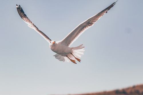 Free A seagull gracefully flying against a clear blue sky, showcasing elegance and freedom. Stock Photo