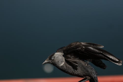Close-up of a Jackdaw