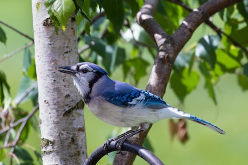 Free stock photo of birds, blue jay, hd