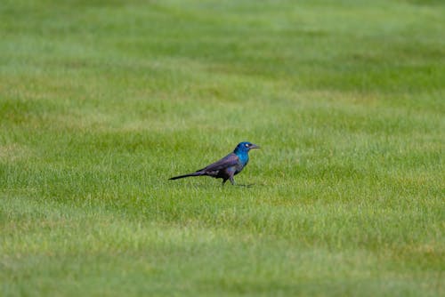 Grackle Bird on Grass
