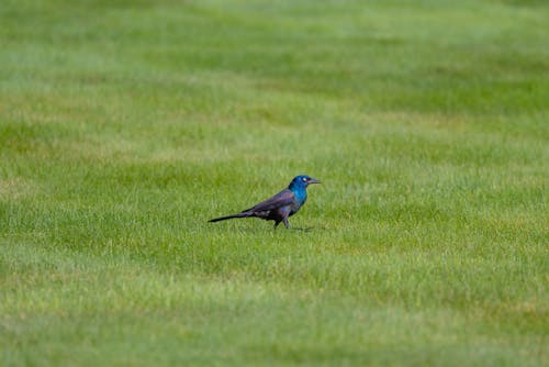 Kostnadsfri bild av djurfotografi, fågel, grackle