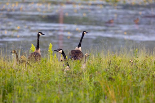 Free stock photo of birds, canadian, ducks