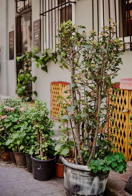 Free Urban street in Istanbul with vibrant potted plants adding greenery to the landscape. Stock Photo