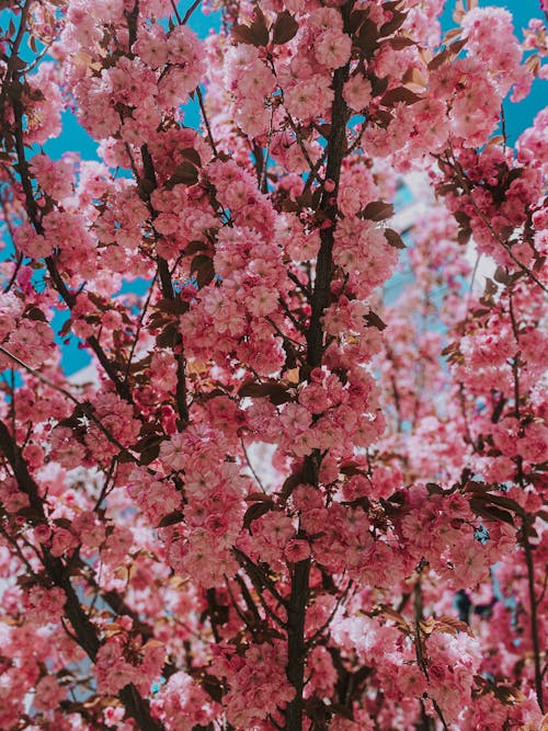 Close-up of Cherry Blossom 