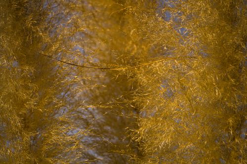 Free Detailed view of golden autumn grass illuminated by sunlight, creating a warm and vibrant scene. Stock Photo