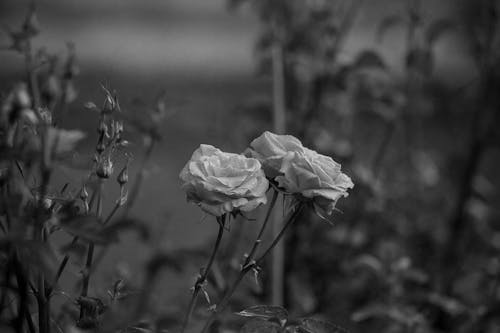 Darmowe zdjęcie z galerii z czarno-biały, krople deszczu, kwiaty