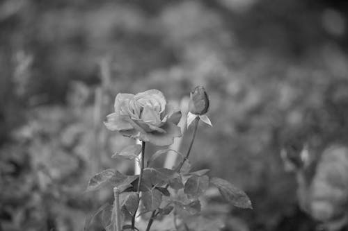 Black and White Photo of a Rose Flower Blooming in a Garden