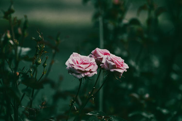 Pink Roses In Nature