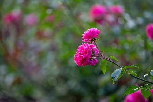 Pink Roses in a Garden 