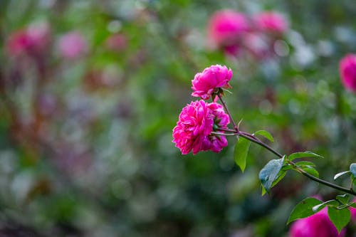 Foto stok gratis berwarna merah muda, bunga-bunga, fokus selektif