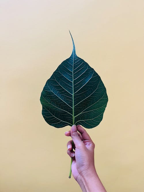 Woman Hand Holding Green Leaf