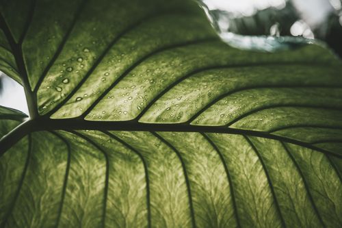 Free Detailed close-up of a fresh green leaf with visible raindrops and veins in natural light. Stock Photo