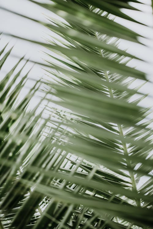 Green Leaves of Plants