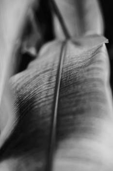 Artistic black and white close-up of a leaf showcasing fine details and textures.