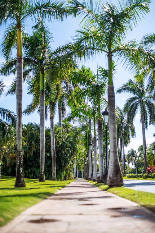 Sunlit Palm Trees Alley