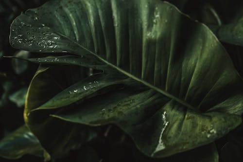 Raindrops on Green Leaf