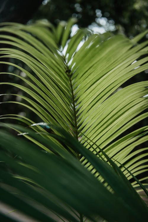 Plant with Long Leaves