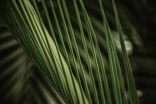 Free Selective focus photograph of long, thin green leaves in natural setting. Stock Photo