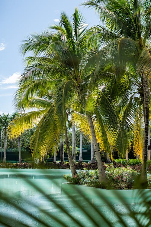 Palm Trees over Pond in Park