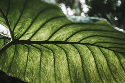 Big, Green Leaf