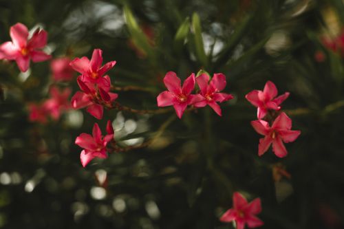 Free Beautiful pink tropical flowers blooming against a backdrop of lush greenery, perfect for nature enthusiasts. Stock Photo