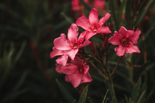 A close up of some pink flowers in the dark