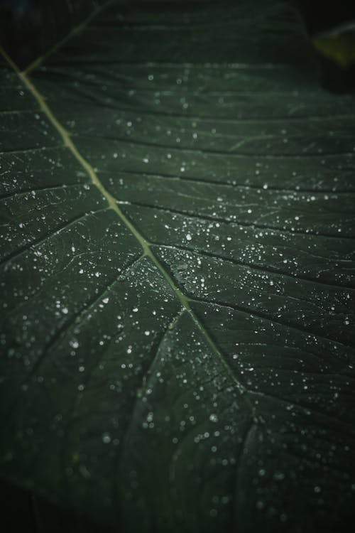 Close up of Raindrops on Green Leaf