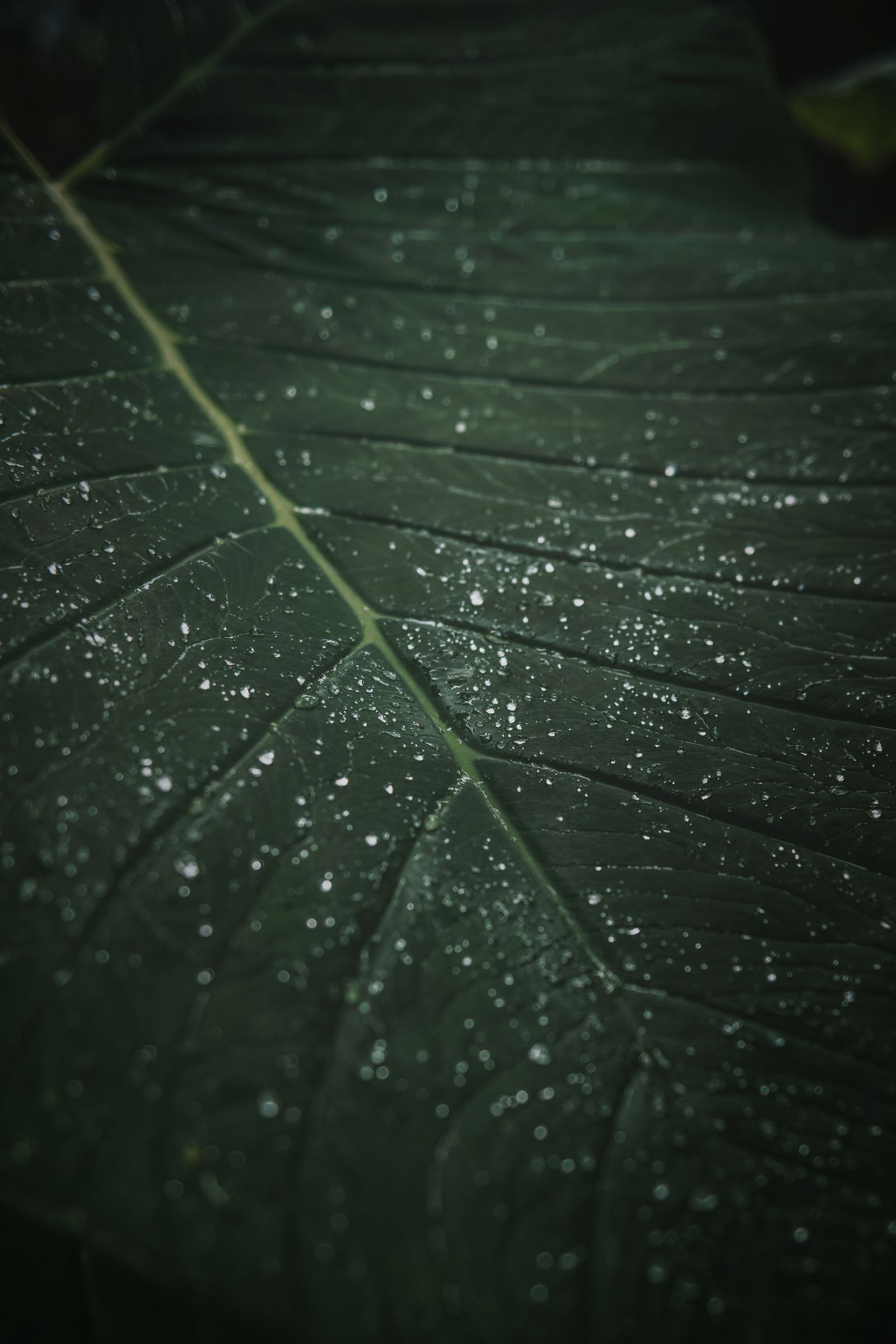 Green Leaf Plant Close-up Photography · Free Stock Photo