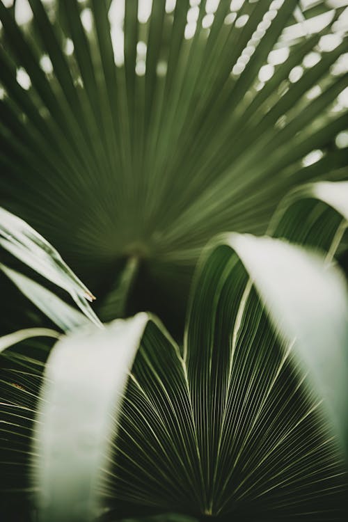 Long, Green Leaves