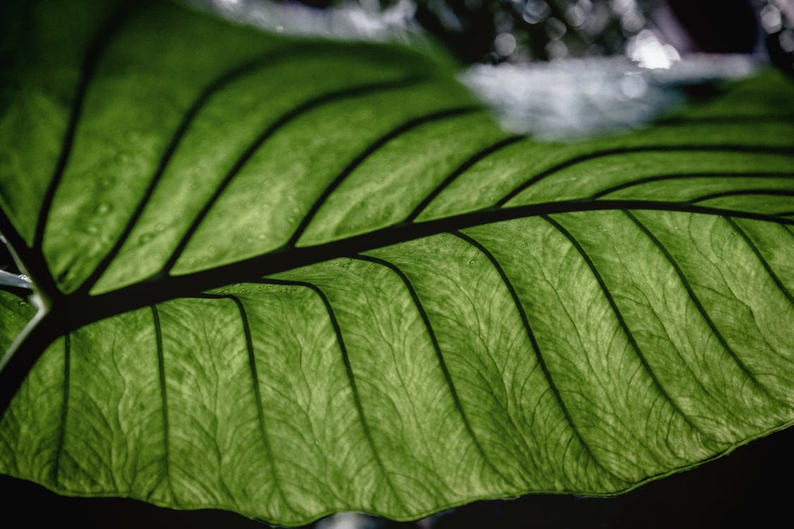 Big, Green Leaf