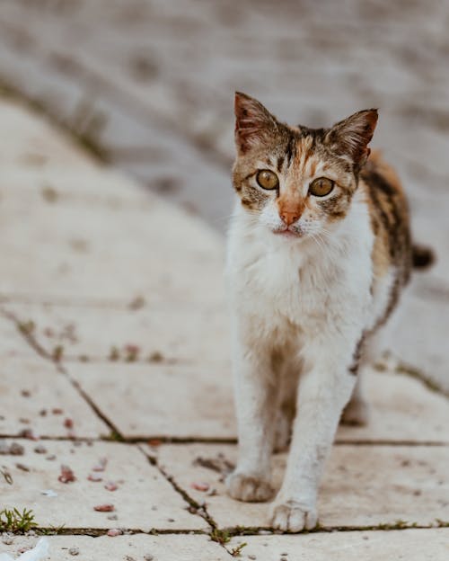 Δωρεάν στοκ φωτογραφιών με άγριος, Γάτα, δρόμος