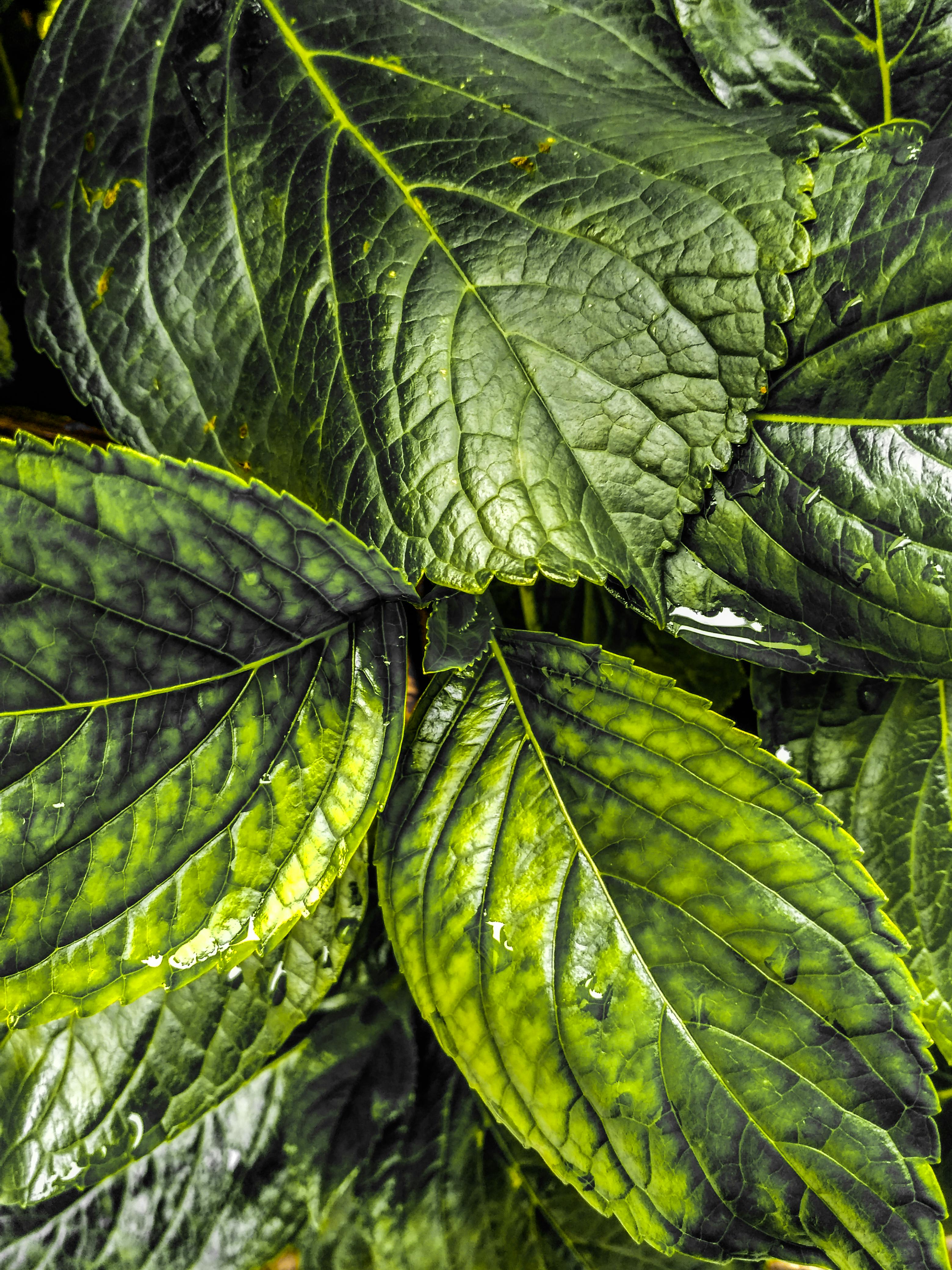 Free stock photo of dark green, dark green plants, fallen leaves