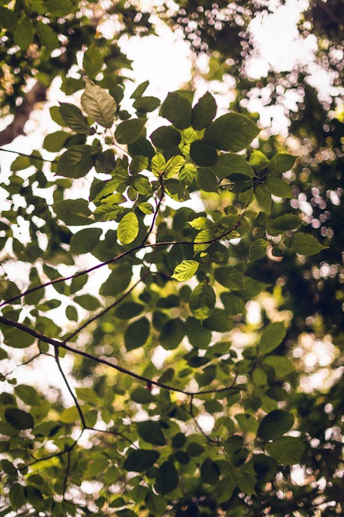 Low Angle Shot of Green Tree Leaves against a Sky