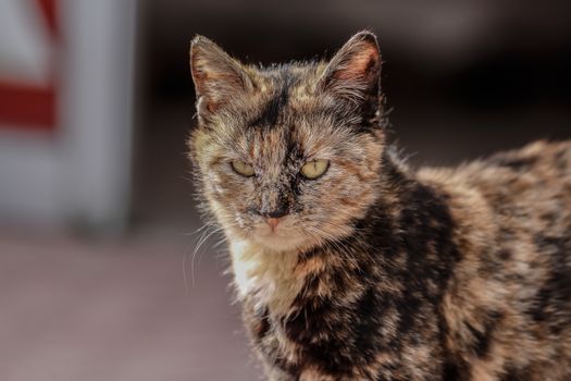 Oldest Cat Ever Recorded