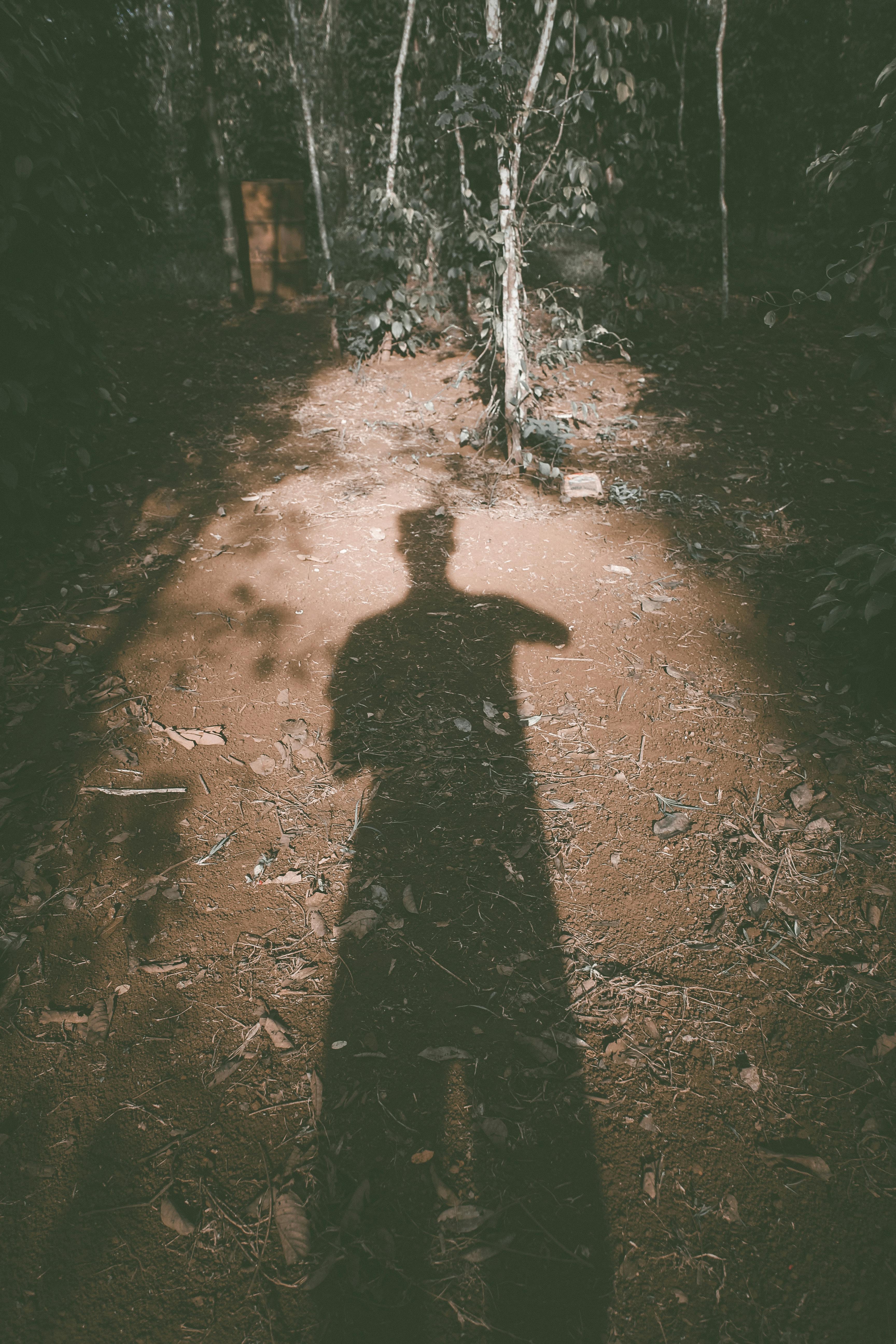 Free stock photo of a person's shadow, evening sun, light and shadow