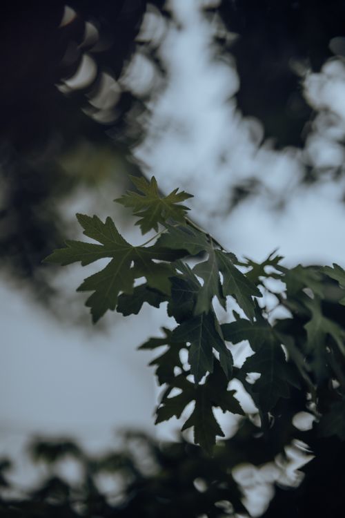 Free Artistic close-up of green maple leaves with a blurred background, showcasing nature's beauty. Stock Photo