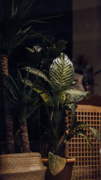 Close-up of a green plant with large leaves in a decorative flowerpot, indoors.