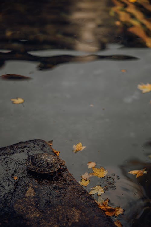 Darmowe zdjęcie z galerii z jesień, latający, liście