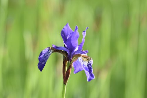 Closeup of a Purple Iris against Green Grass