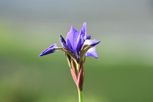 Foto profissional grátis de botânica, cabeça de flor, flor lilás