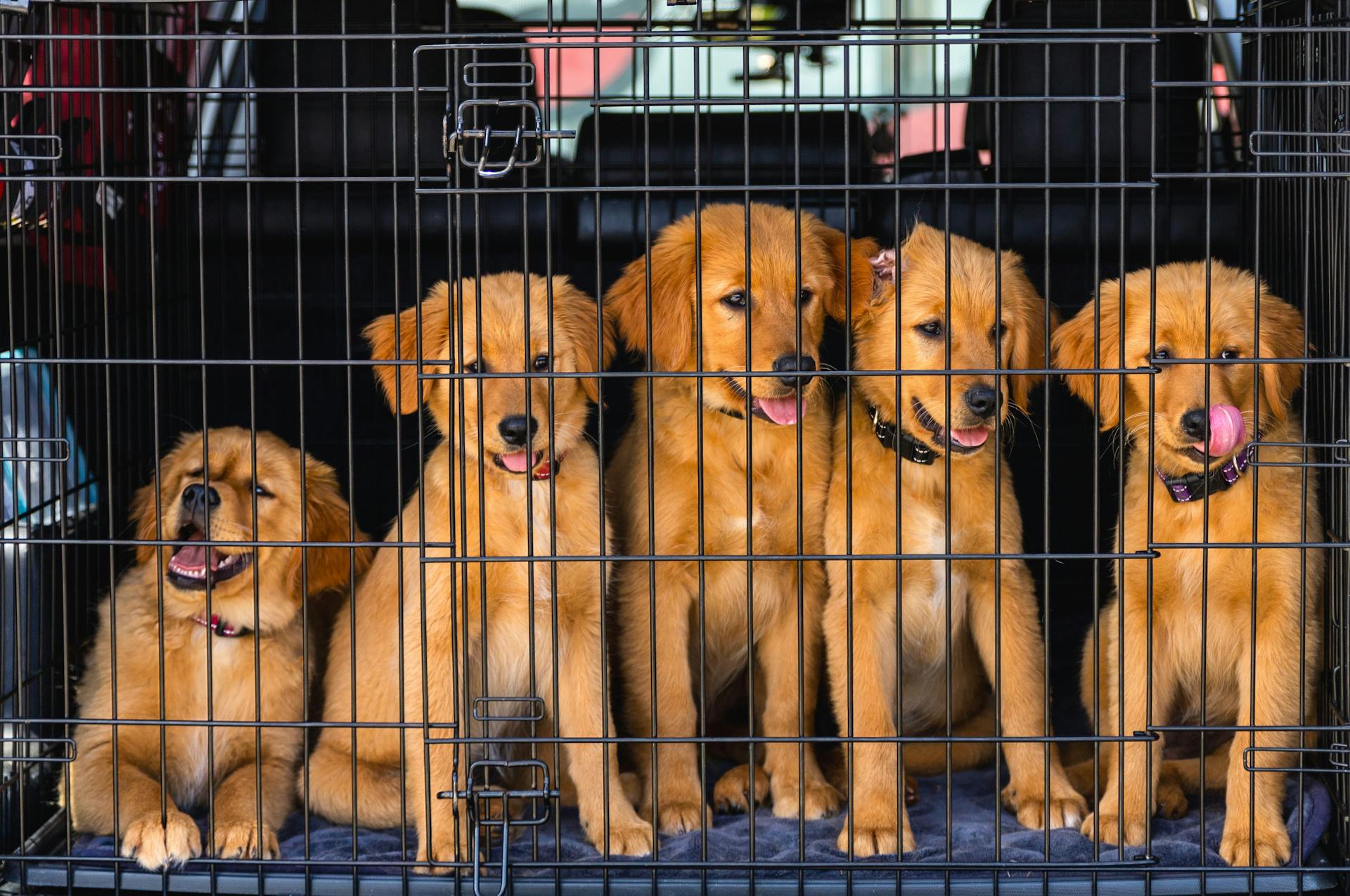 Fem golden retrievervalpar i bur