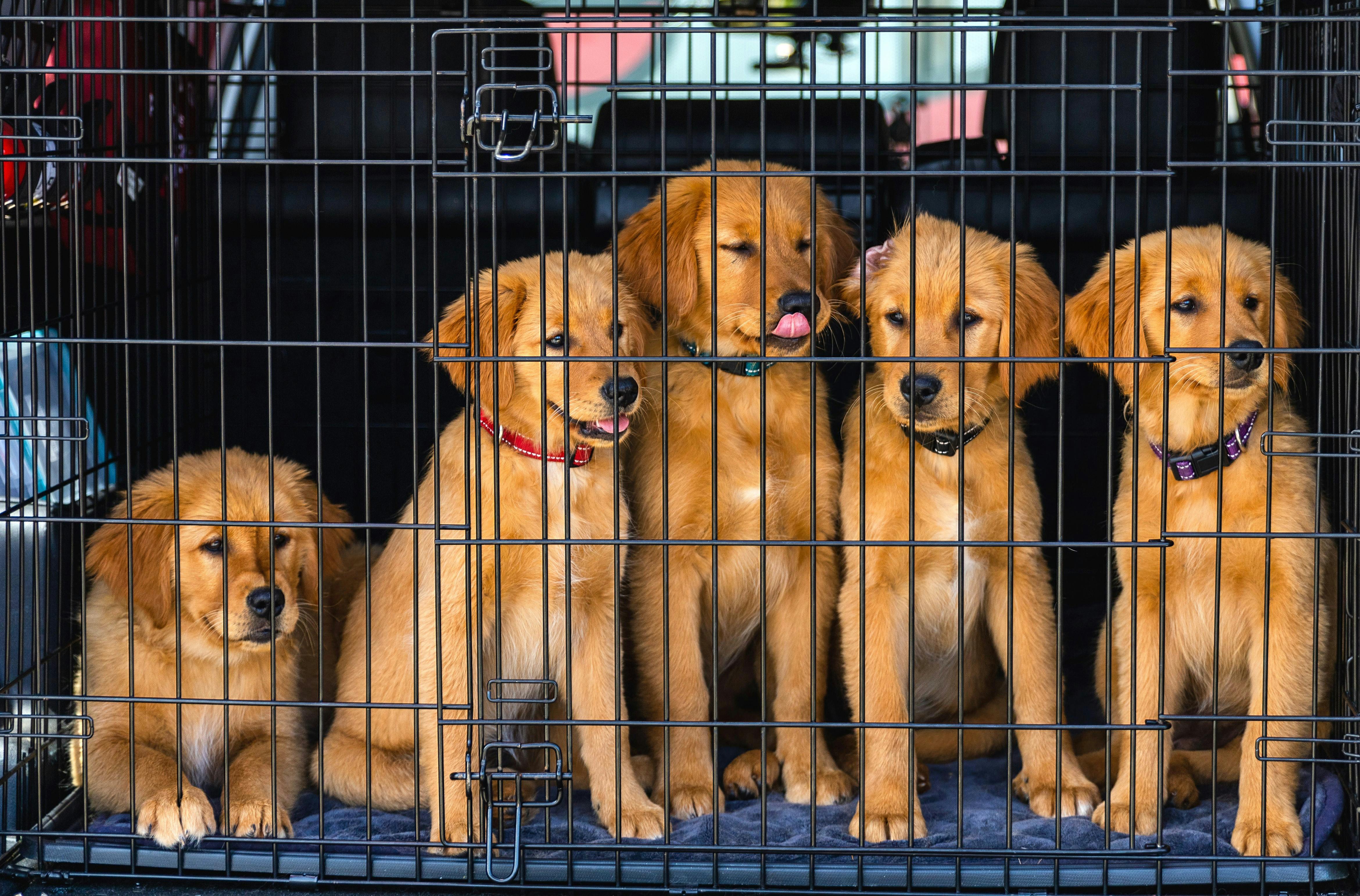 ginger puppies in cage