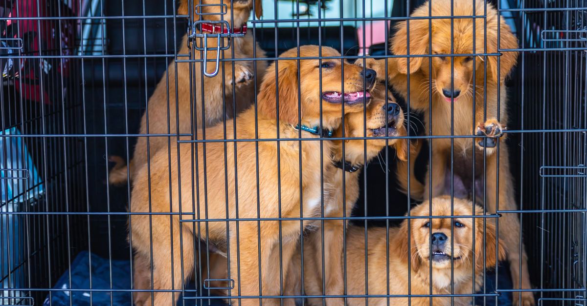 Kat eller hund: Sådan vælger du det rette kæledyr – og det rette udstyr fra kattebur.dk