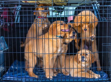 Group of golden retriever puppies inside a metal travel cage in a car's trunk.