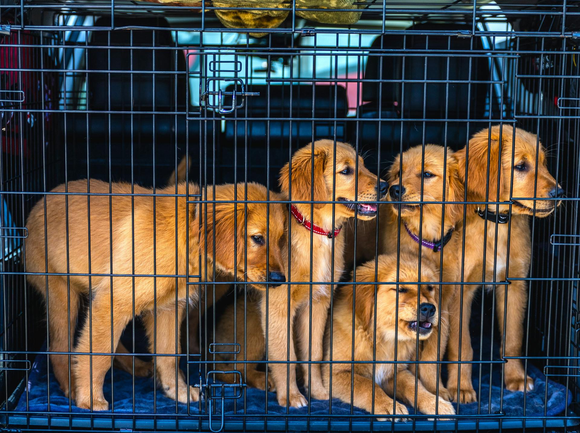 Puppy's die in een kooi met een auto worden vervoerd